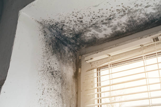 Affordable Mold Cleanup solutions in Brick, NJ