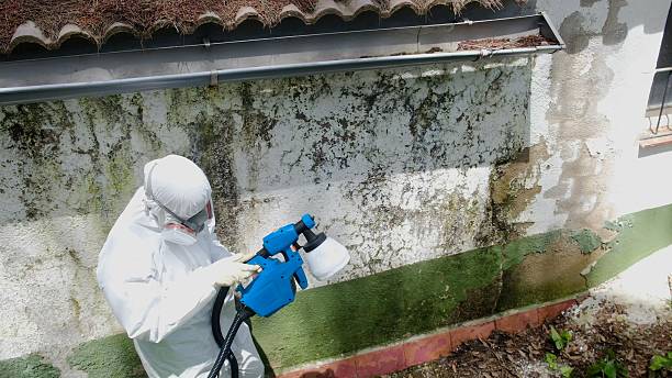 Trusted Commercial Mold Remediation service in Brick, NJ - Cheap Mold Removal